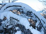 Sentiero 136 - Foppelle-Passo di Grialeggio (8 dic 08) - FOTOGALLERY